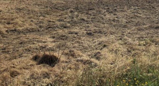 Terreno agricolo in vendita a Cascina (PI)