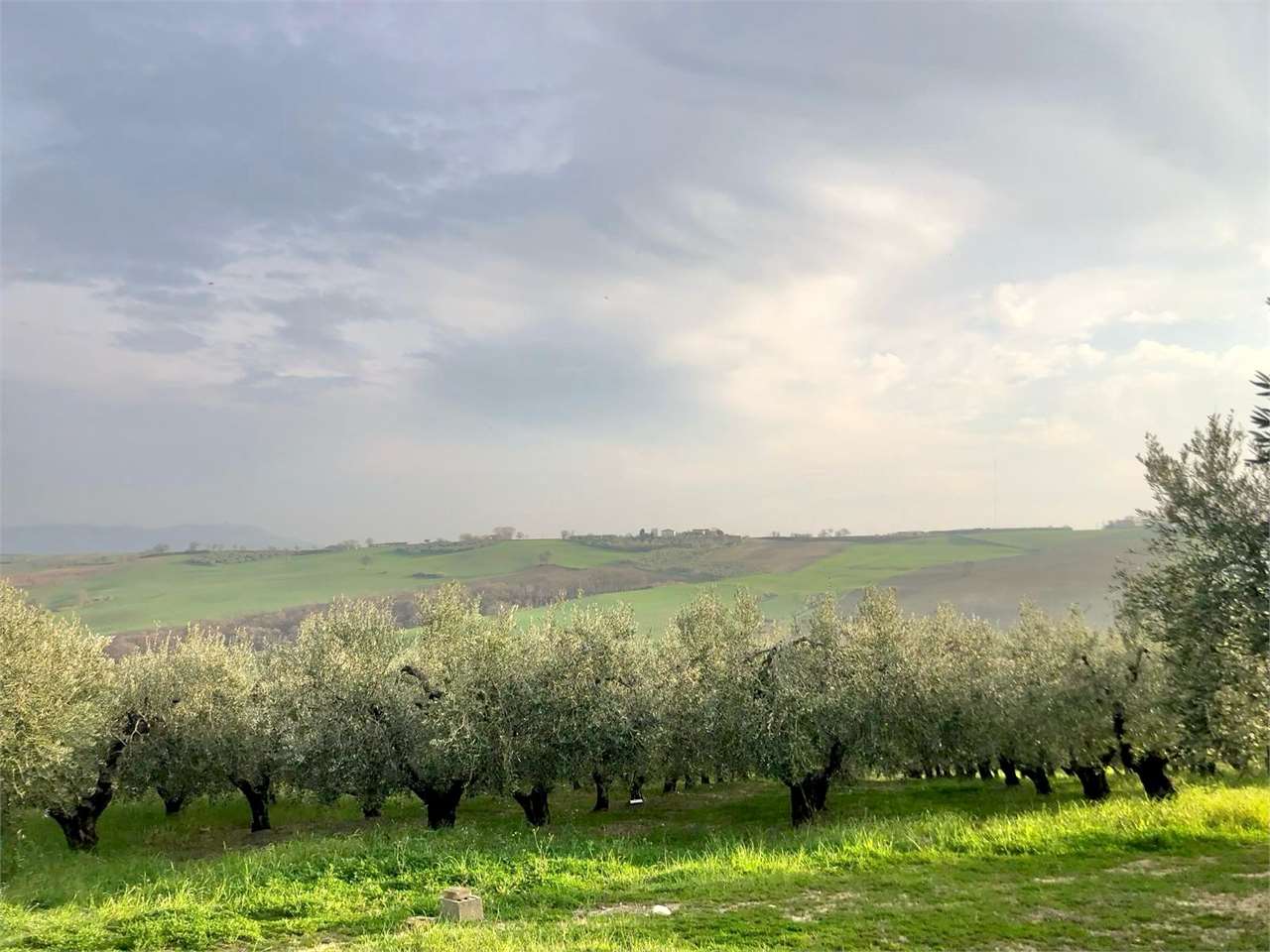 immagine annuncio 3 di 8