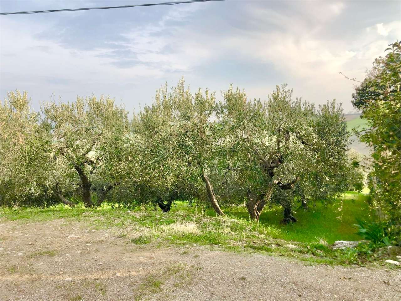 immagine annuncio 4 di 8