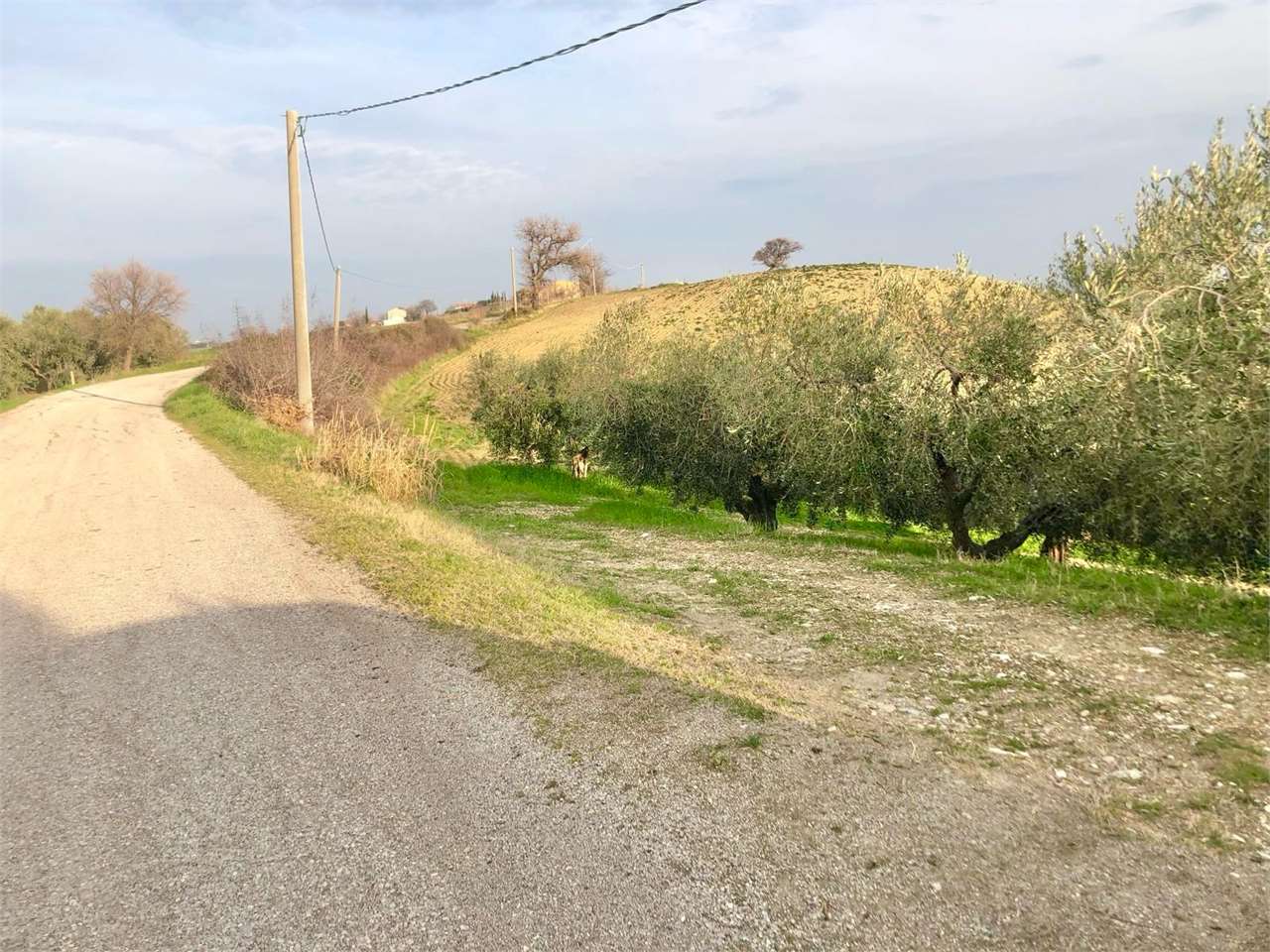 immagine annuncio 2 di 8