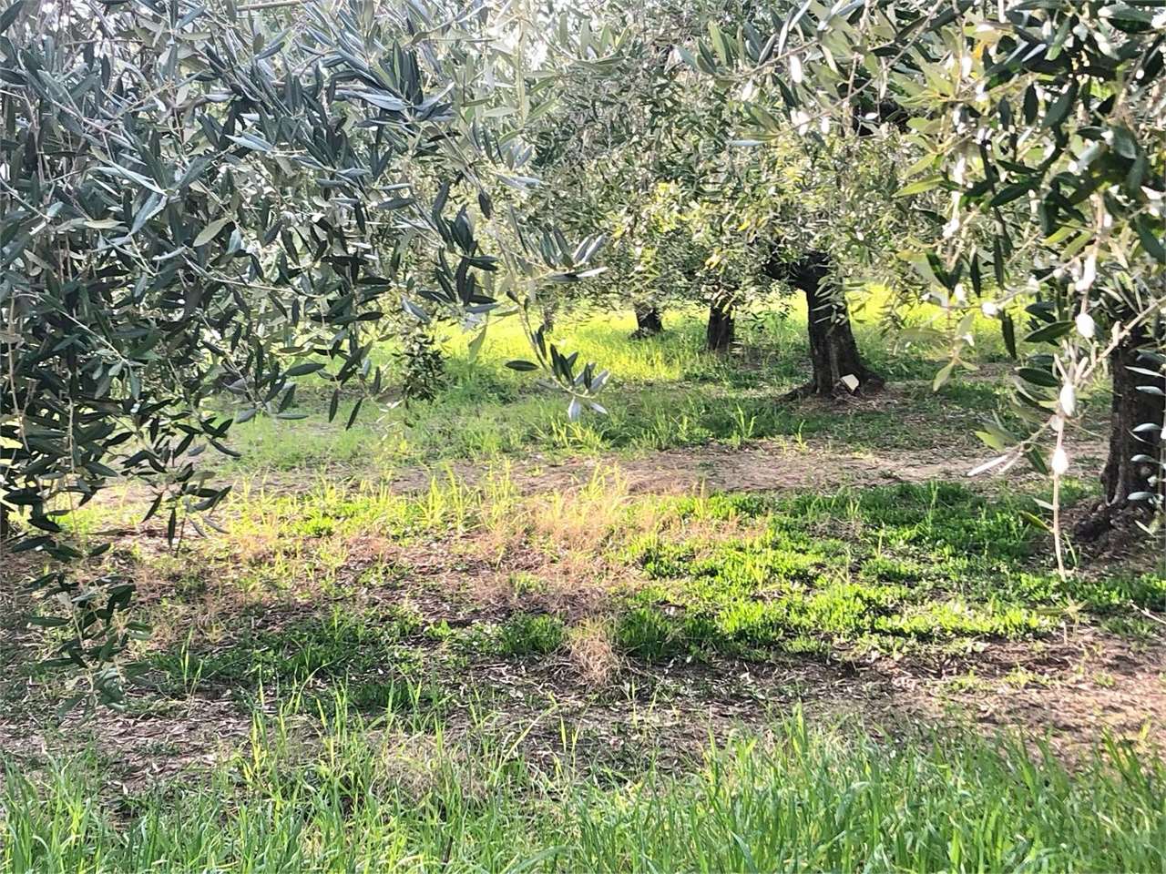 immagine annuncio 6 di 8