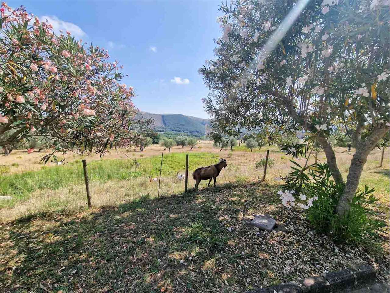 Azienda agricola in vendita a Giano Vetusto (CE)