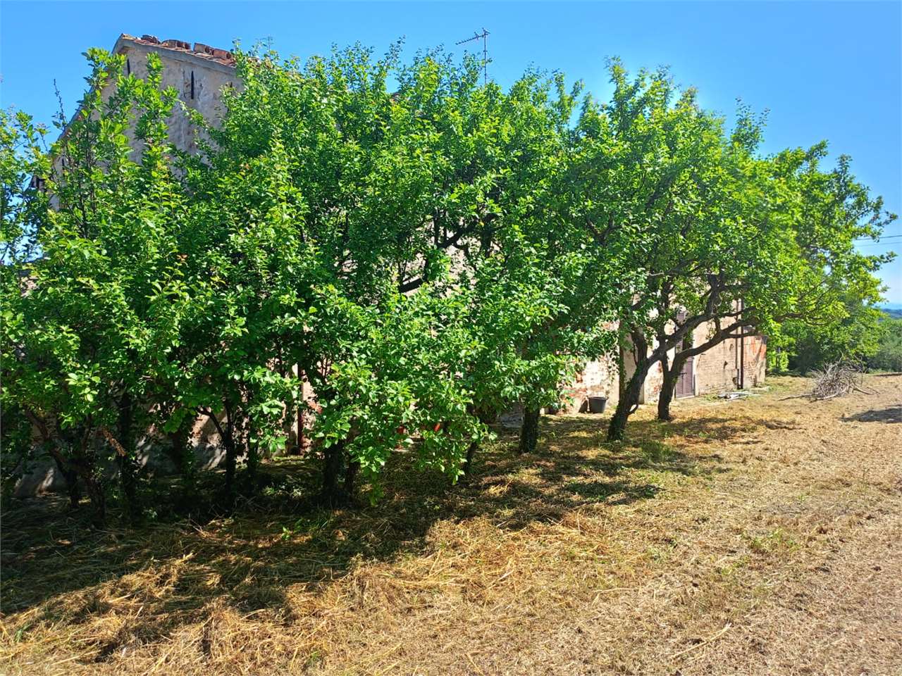 immagine annuncio 2 di 7