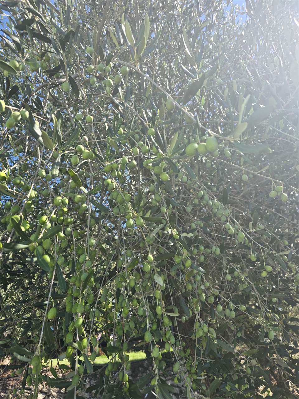 https://img.miogest.com/26336/9/imm_94665-20260927111910--1280.jpg