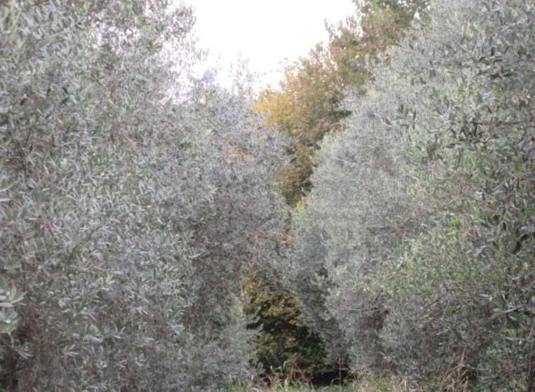 Appartamento in vendita a Marostica - foto 8