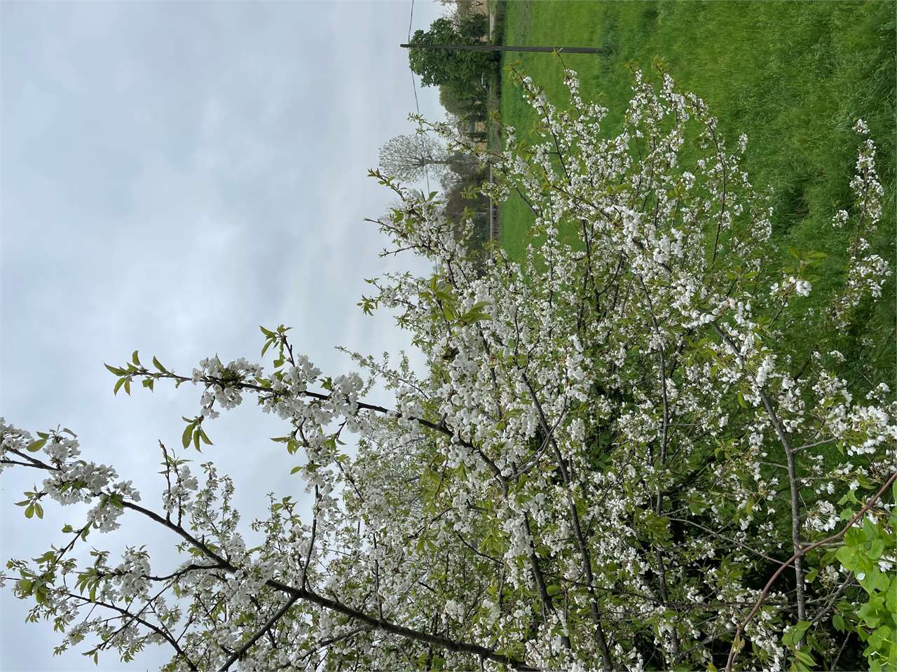 foto-annuncio