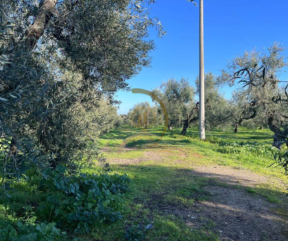 immagine annuncio 3 di 6