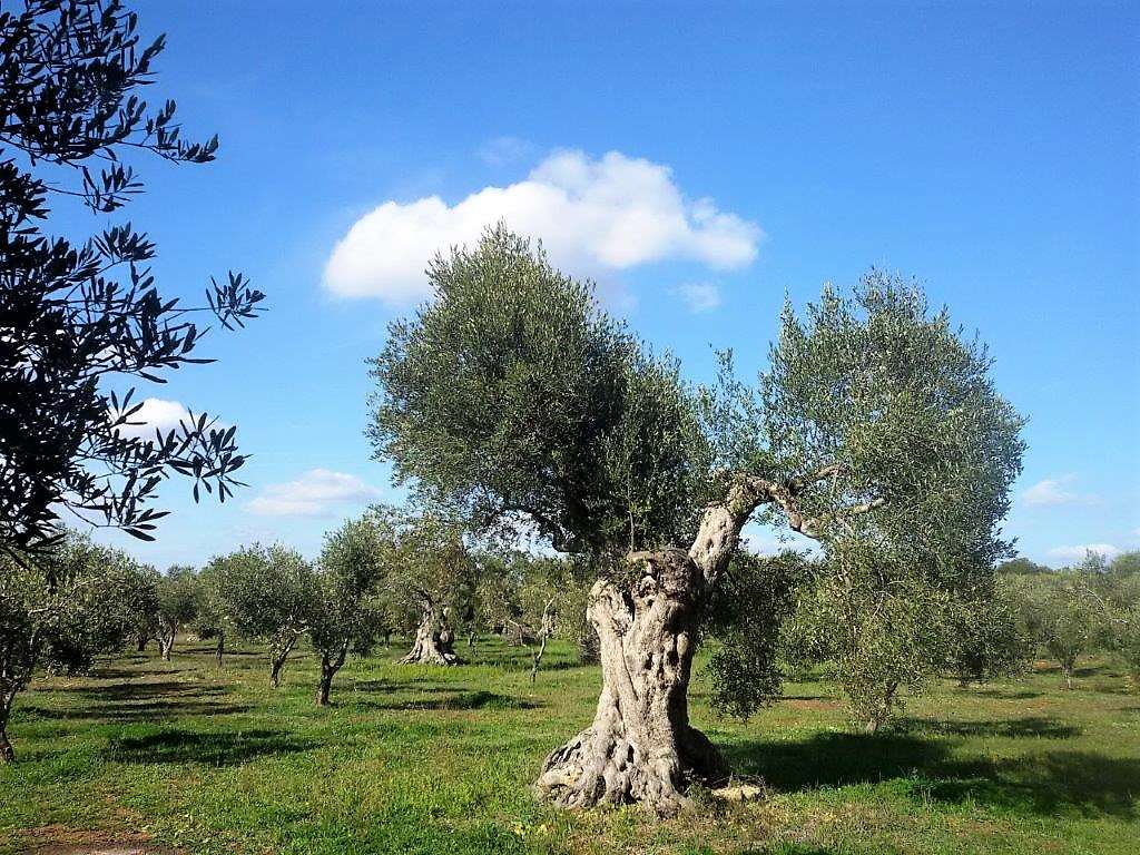 immagine annuncio 4 di 6