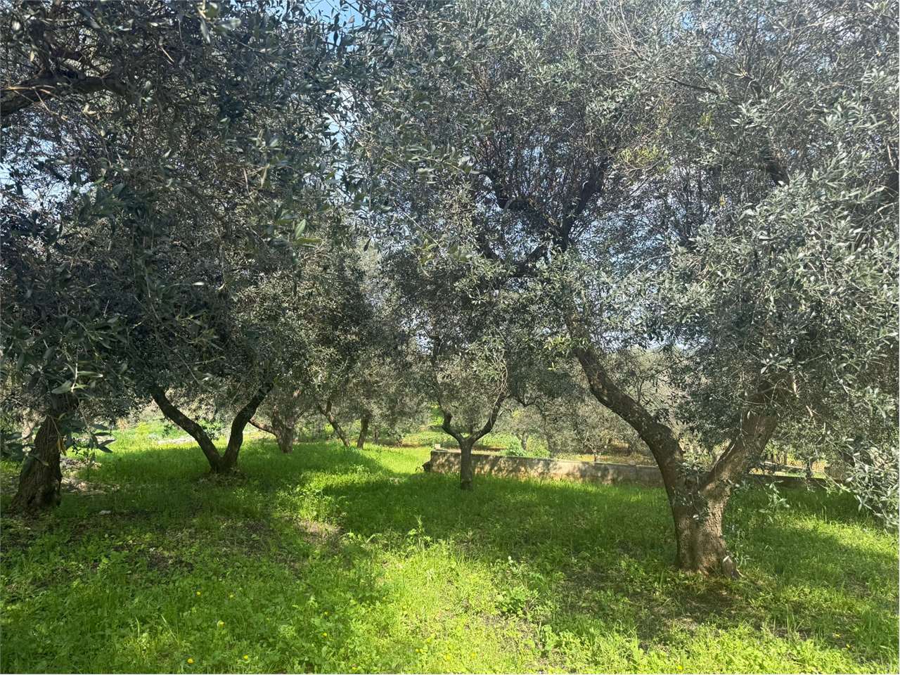 immagine annuncio 3 di 9