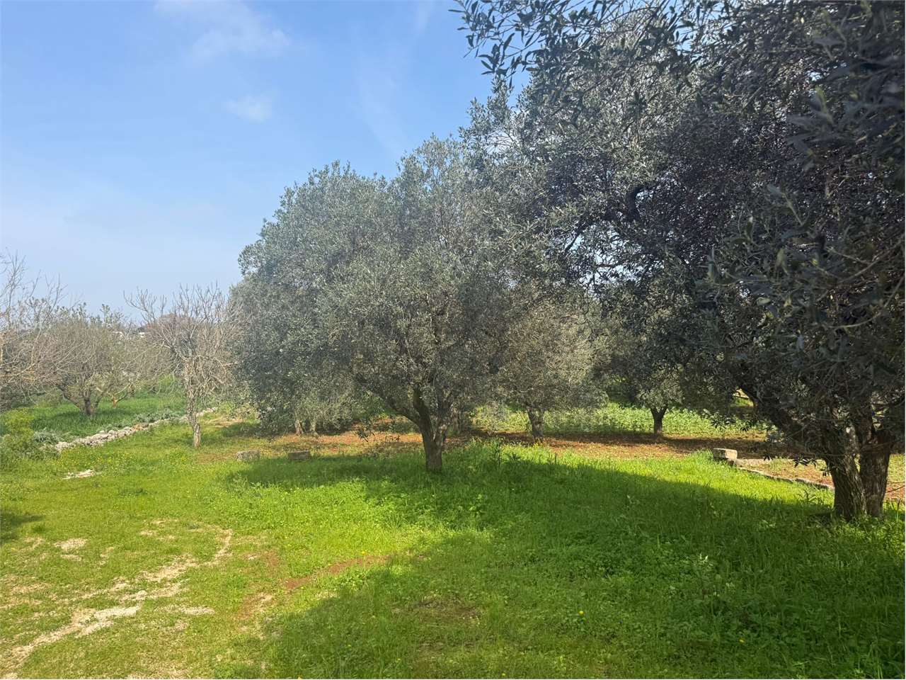 immagine annuncio 4 di 9