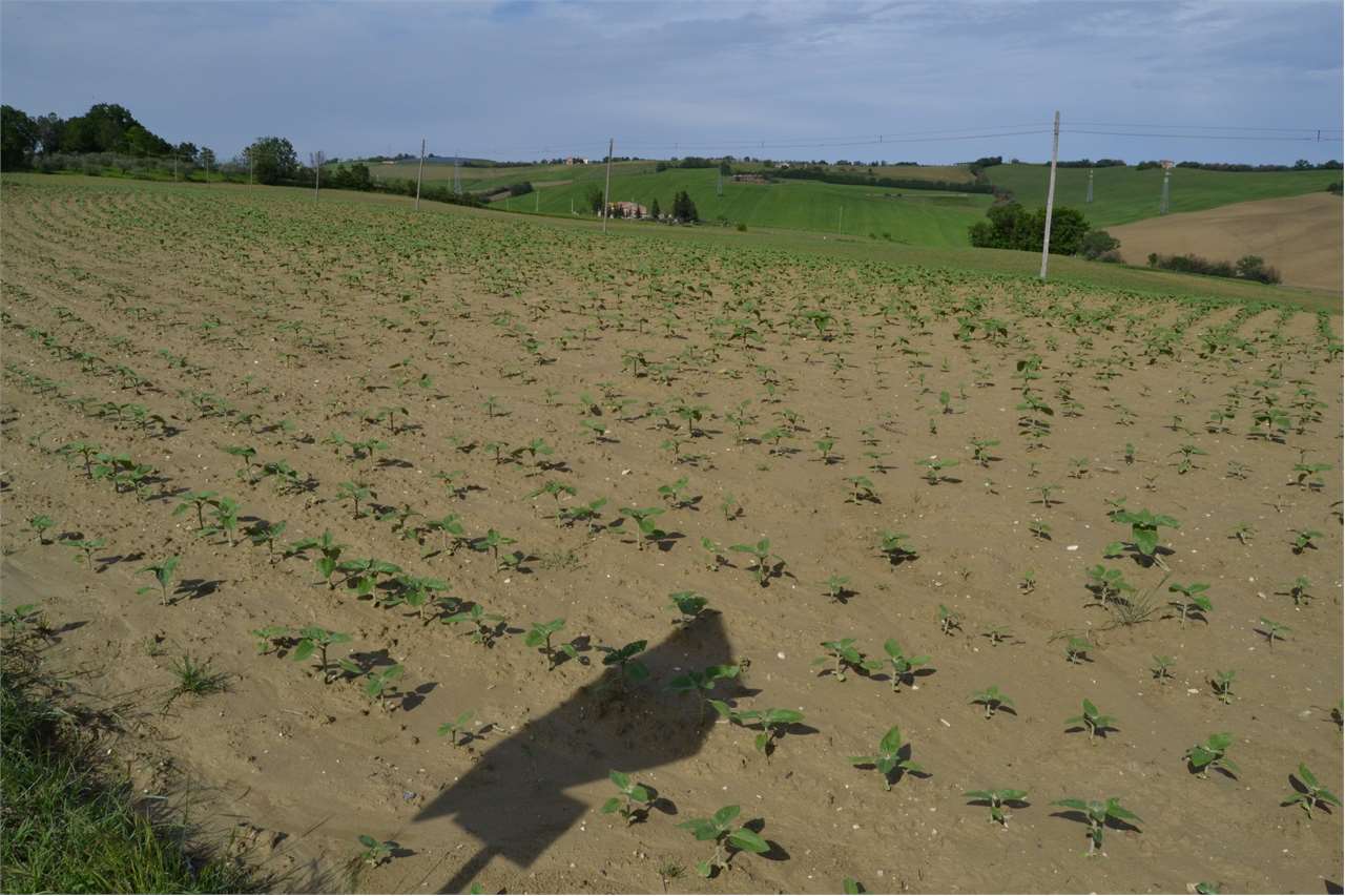 Terreno agricolo in vendita a Cartoceto (PU)