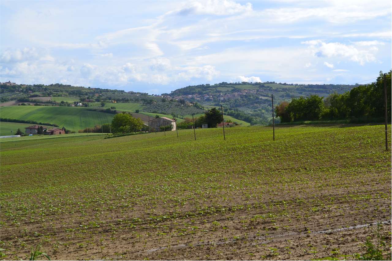 Terreno agricolo in vendita a Cartoceto (PU)