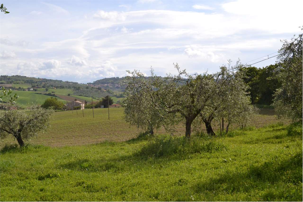 Terreno agricolo in vendita a Cartoceto (PU)