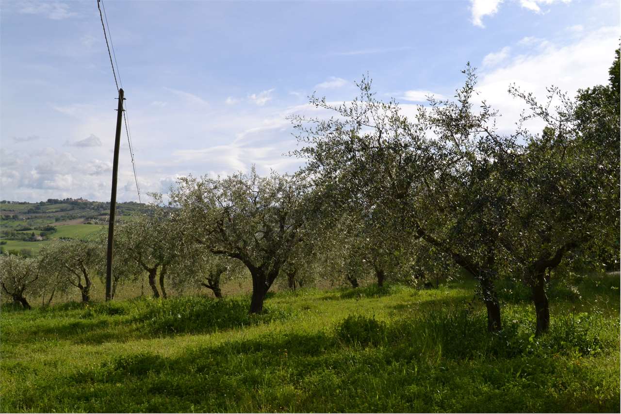 Terreno agricolo in vendita a Cartoceto (PU)