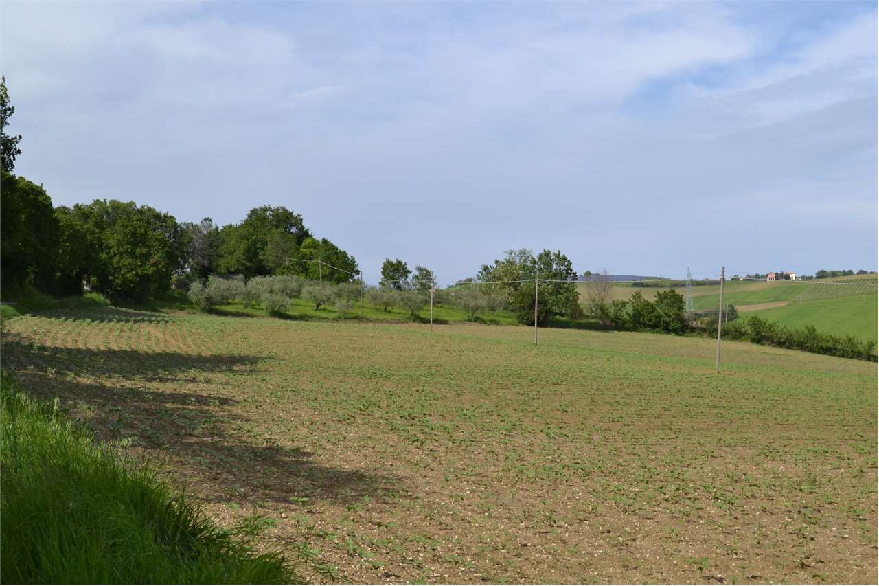 Terreno agricolo in vendita a Cartoceto (PU)