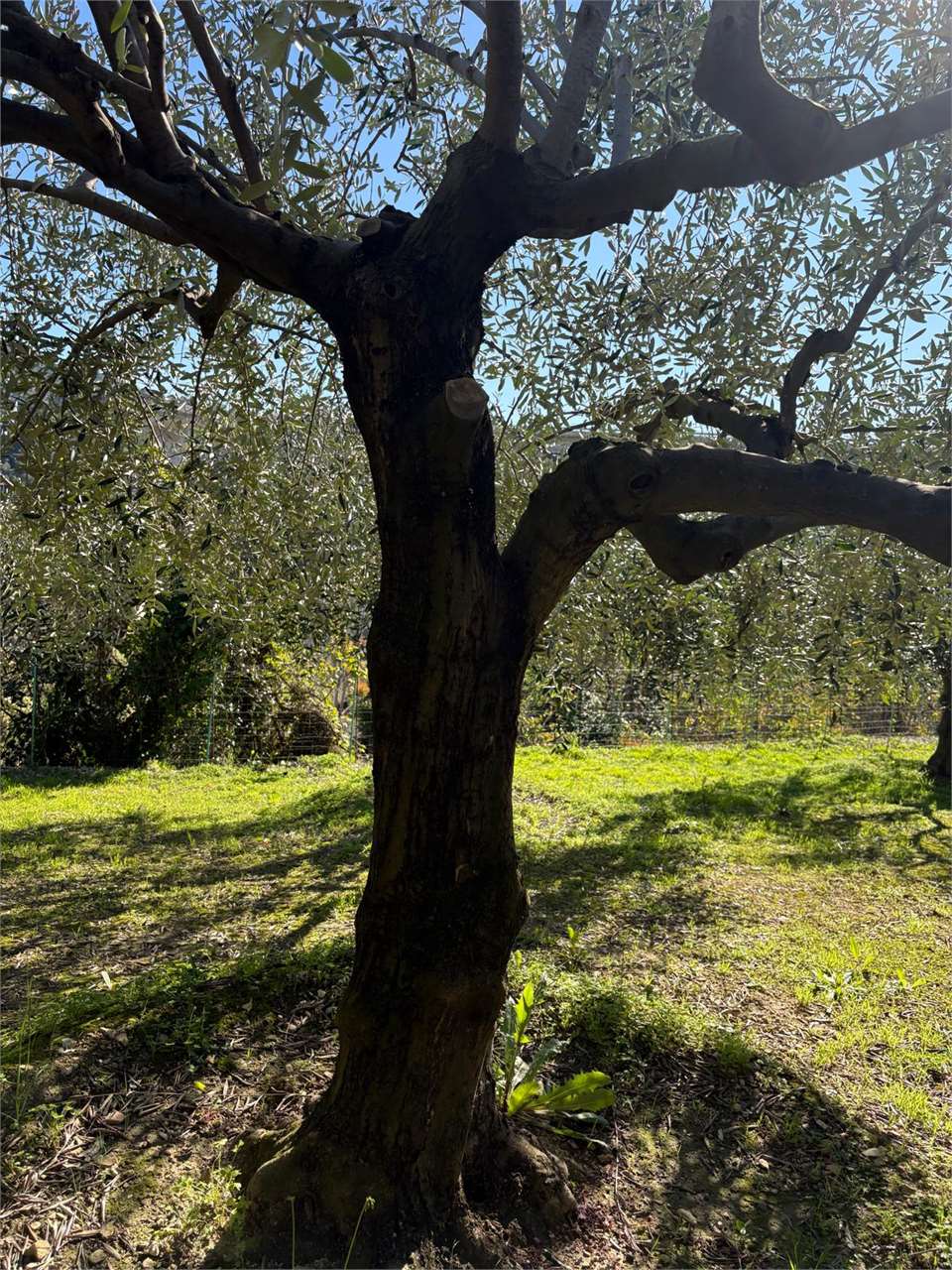 Terreno a Bordighera — Rif. 661 - foto 5