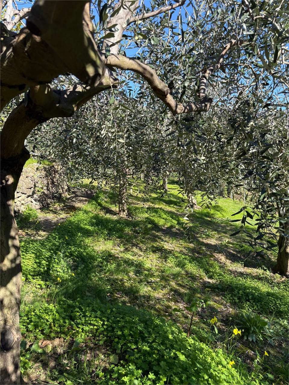 Terreno a Bordighera — Rif. 661 - Foto 16