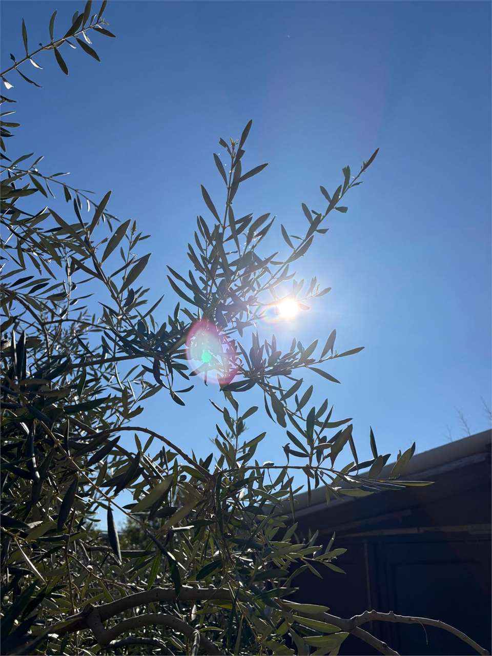 Terreno a Bordighera — Rif. 661 - Foto 17