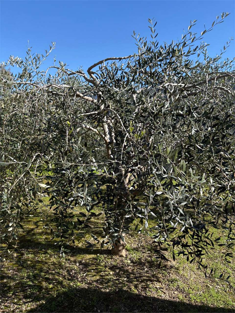Terreno a Bordighera — Rif. 661 - Foto 28