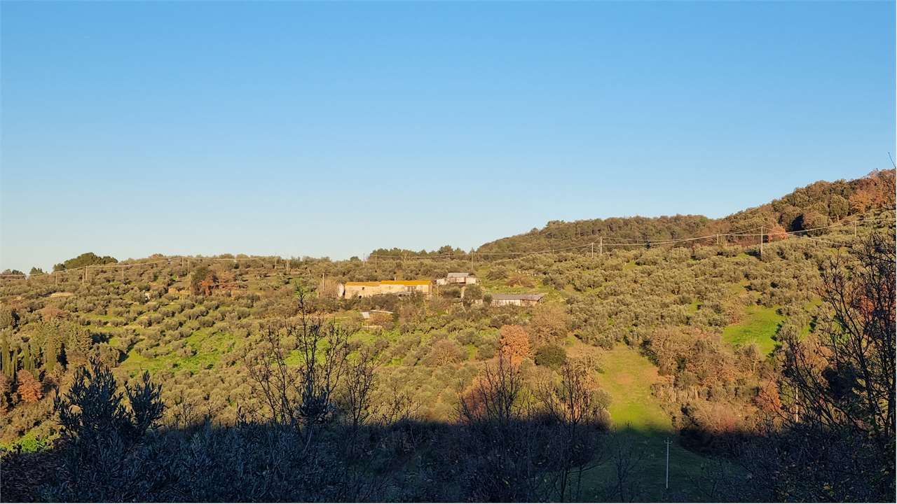 Torgiano Casale panoramico con 900 olivi