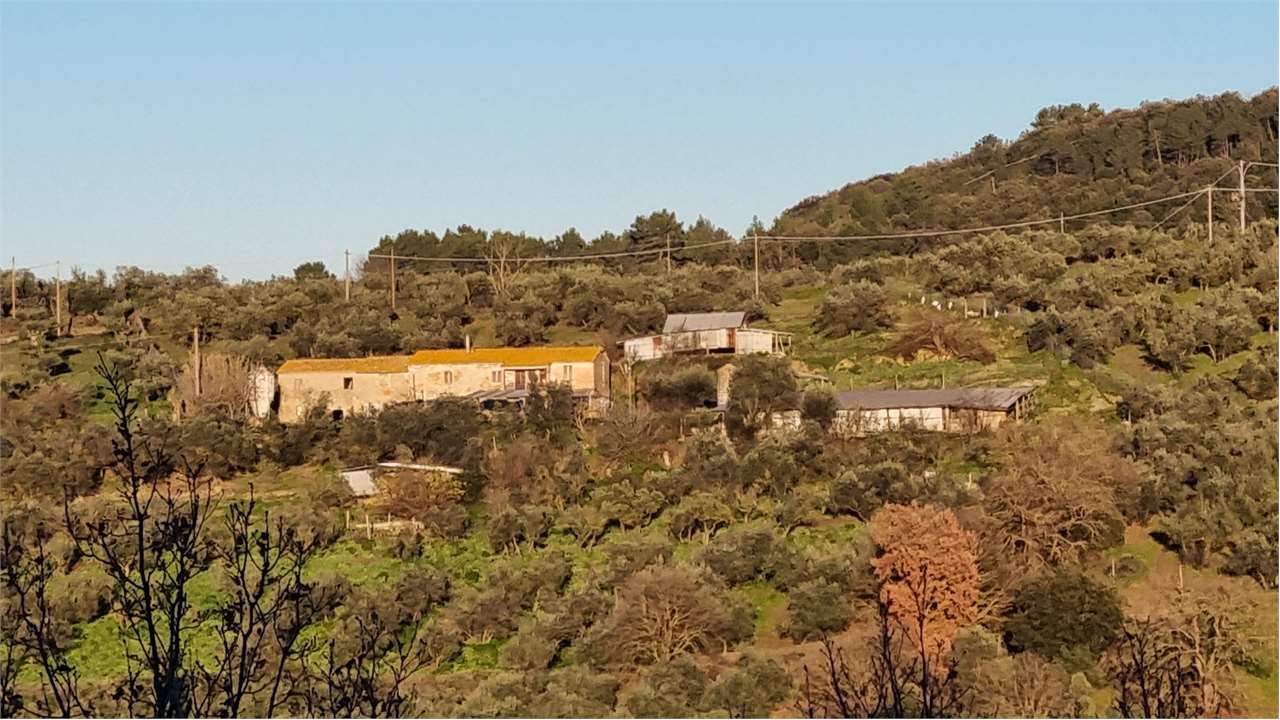 Torgiano Torgiano Casale panoramico con 900 olivi