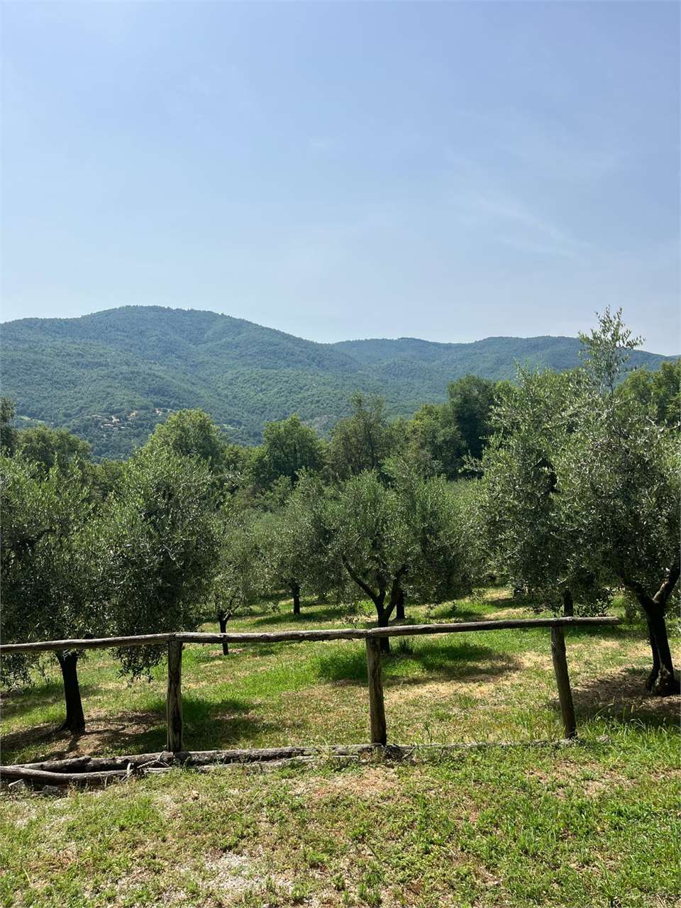 Anghiari terreno in vendita con 100 alberi di olivo