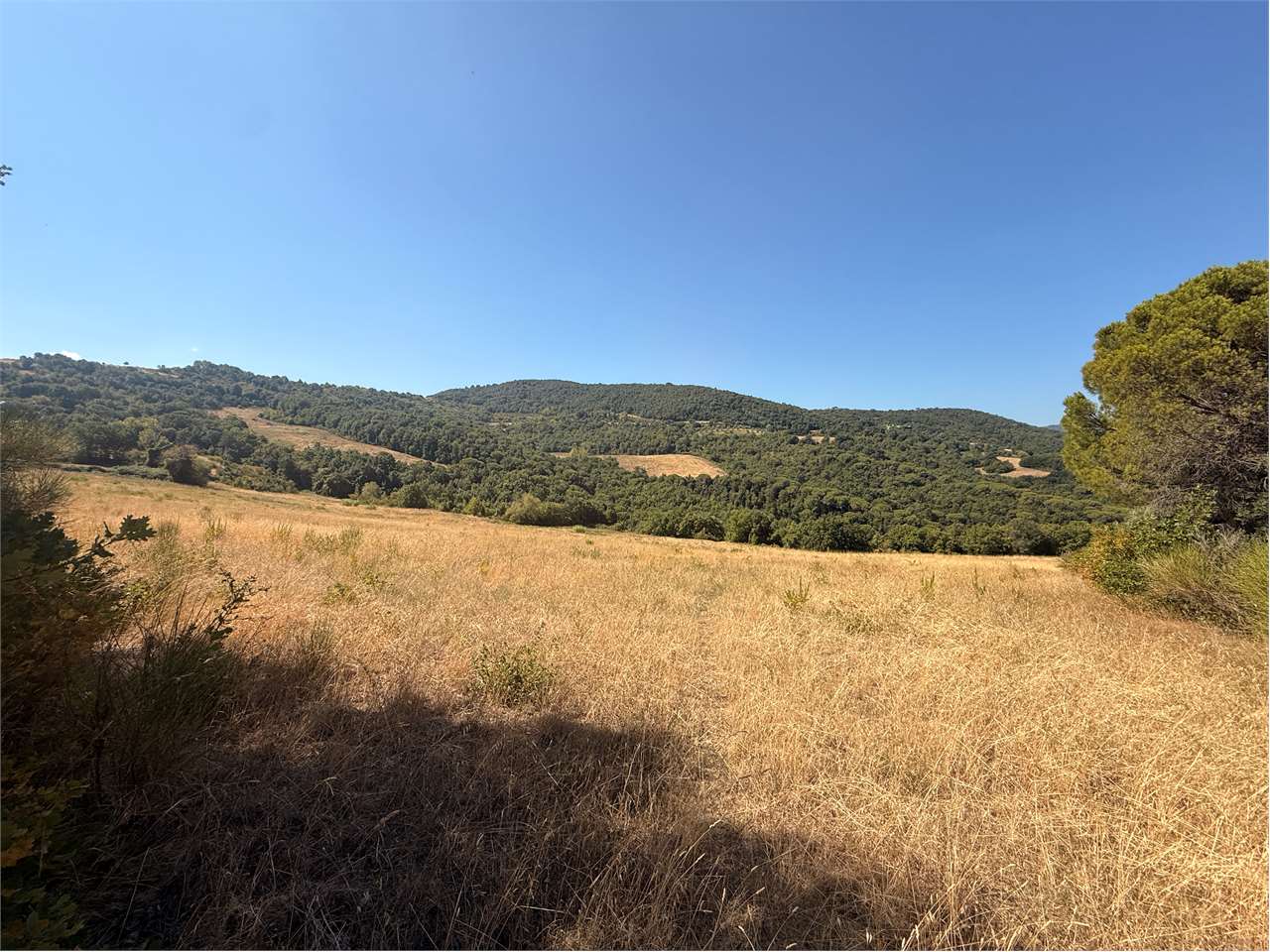 Piegaro Terreno agricolo di circa 26 ettari