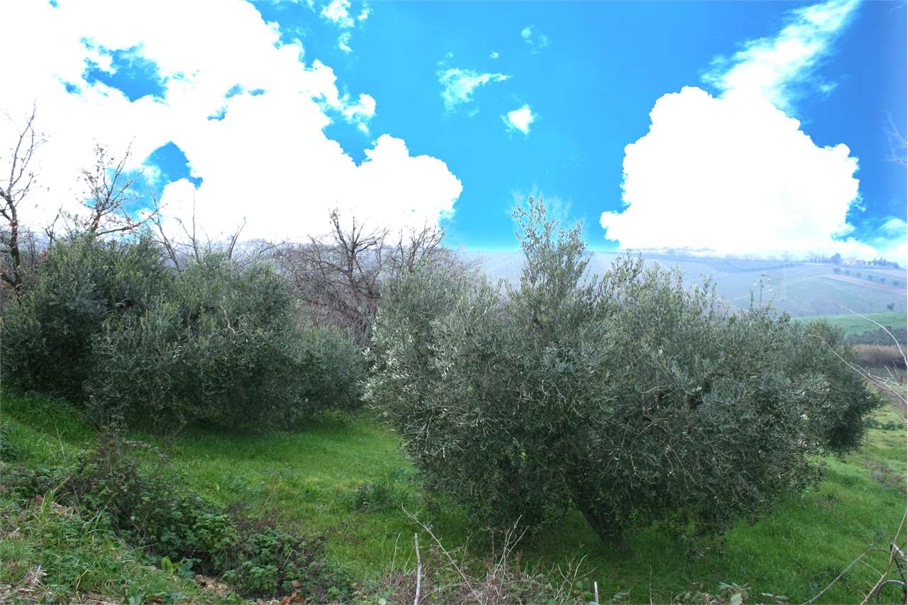 immagine annuncio 5 di 6