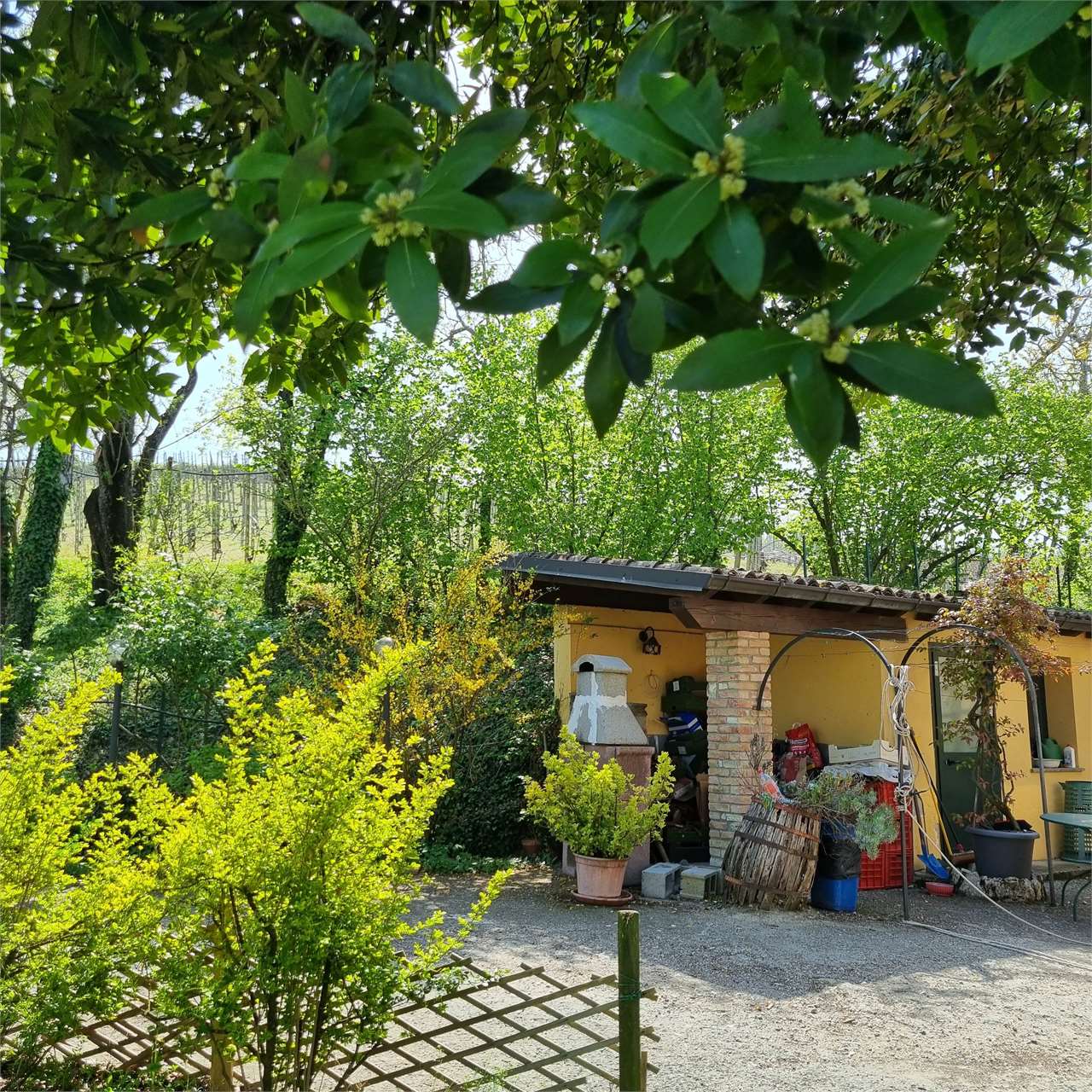 immagine annuncio 14 di 15