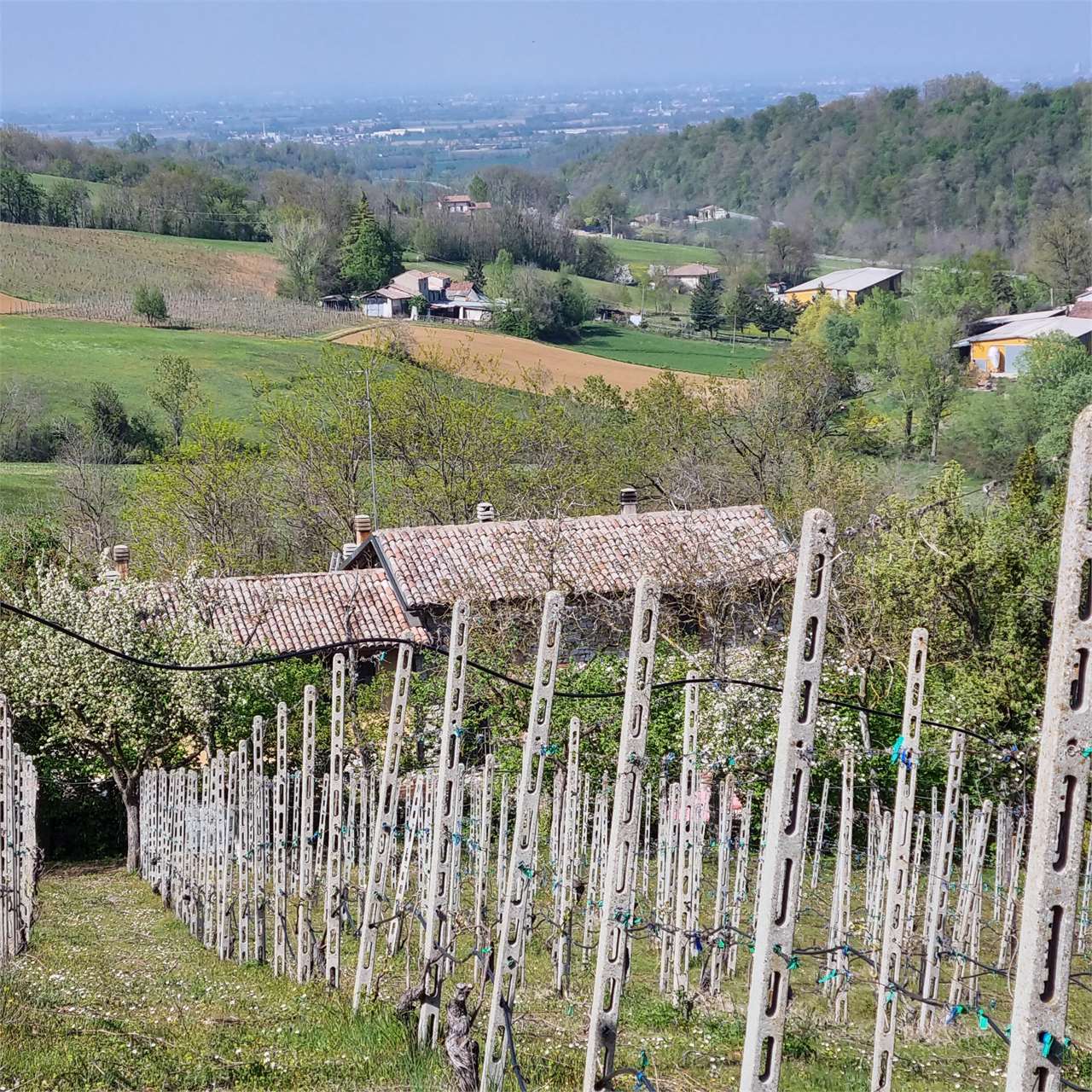 immagine annuncio 12 di 15