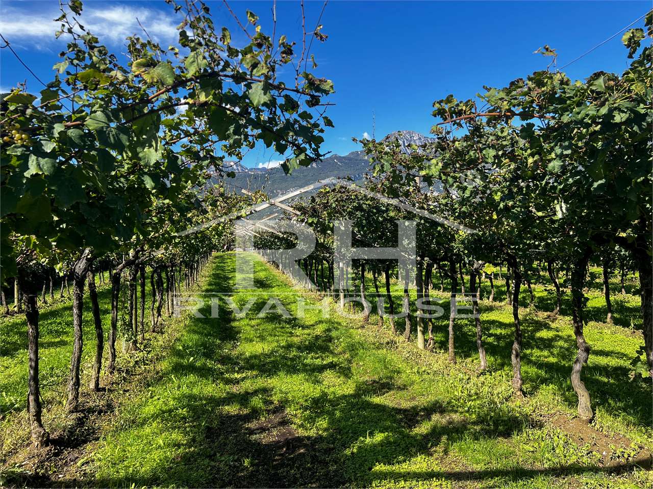 RIF. 28_1 - INTERESSANTE TERRENO AGRICOLO