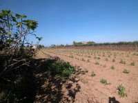 Vendita Terreno Agricolo in V a Marsala