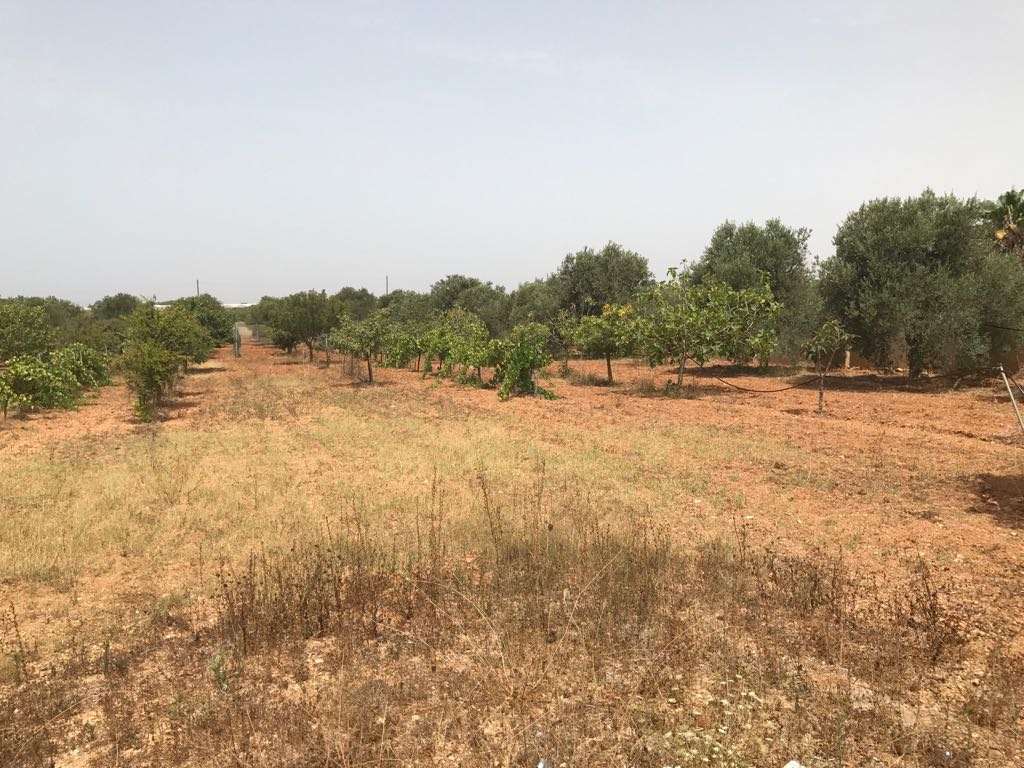 Fotografia Terreno Agricolo piccola 2