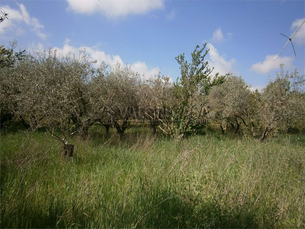 Fotografia Terreno Agricolo piccola 2