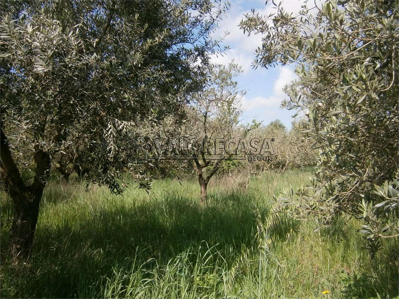 Fotografia Terreno Agricolo piccola 1