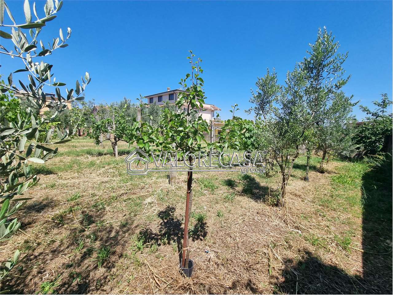 Fotografia Terreno Agricolo piccola 2