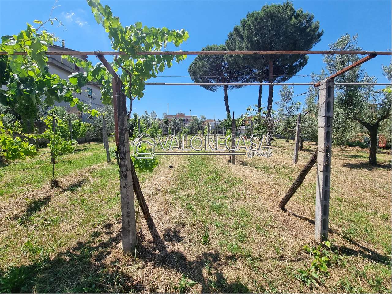 Fotografia Terreno Agricolo piccola 1