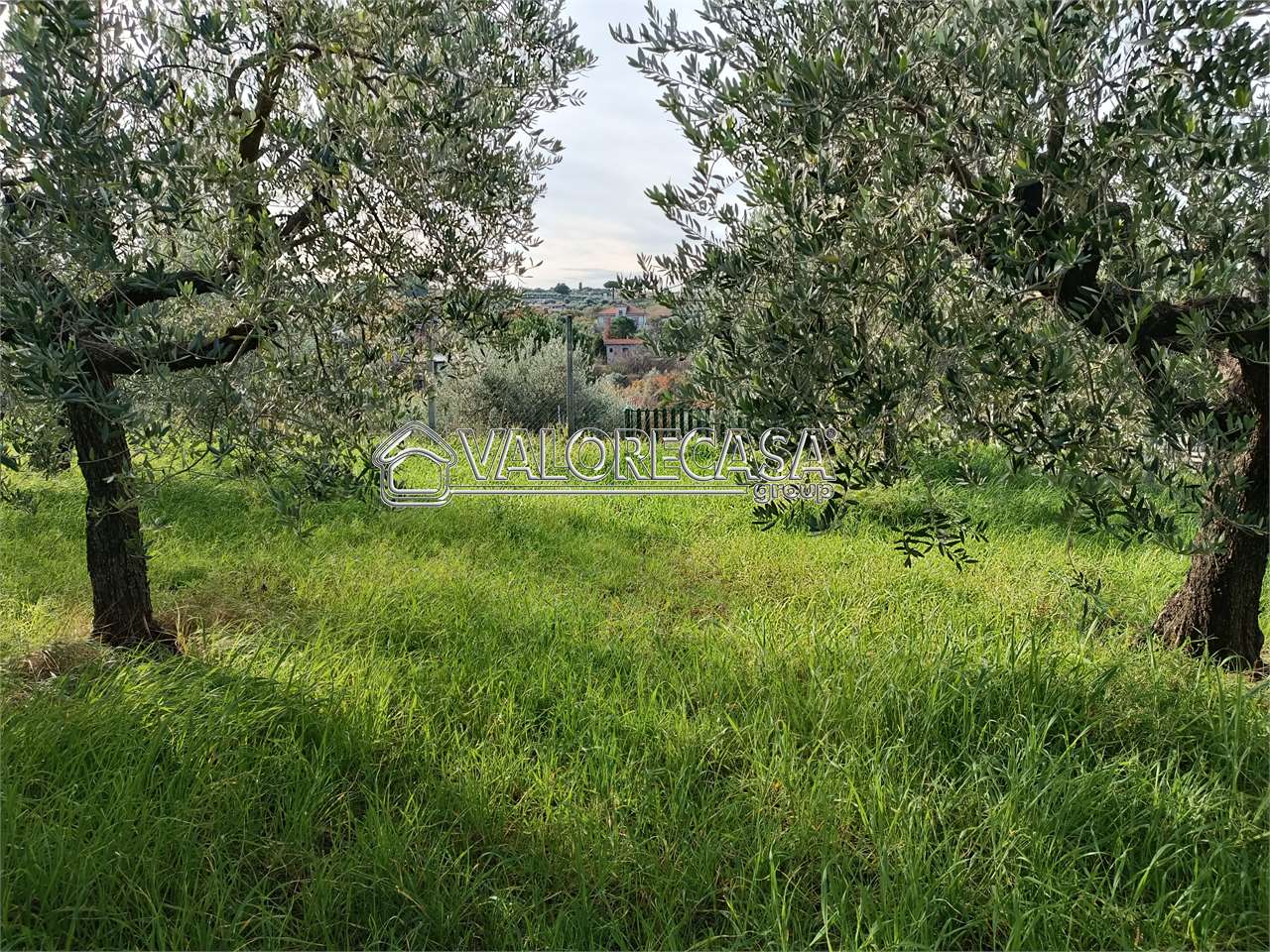 Fotografia Terreno Agricolo piccola 2