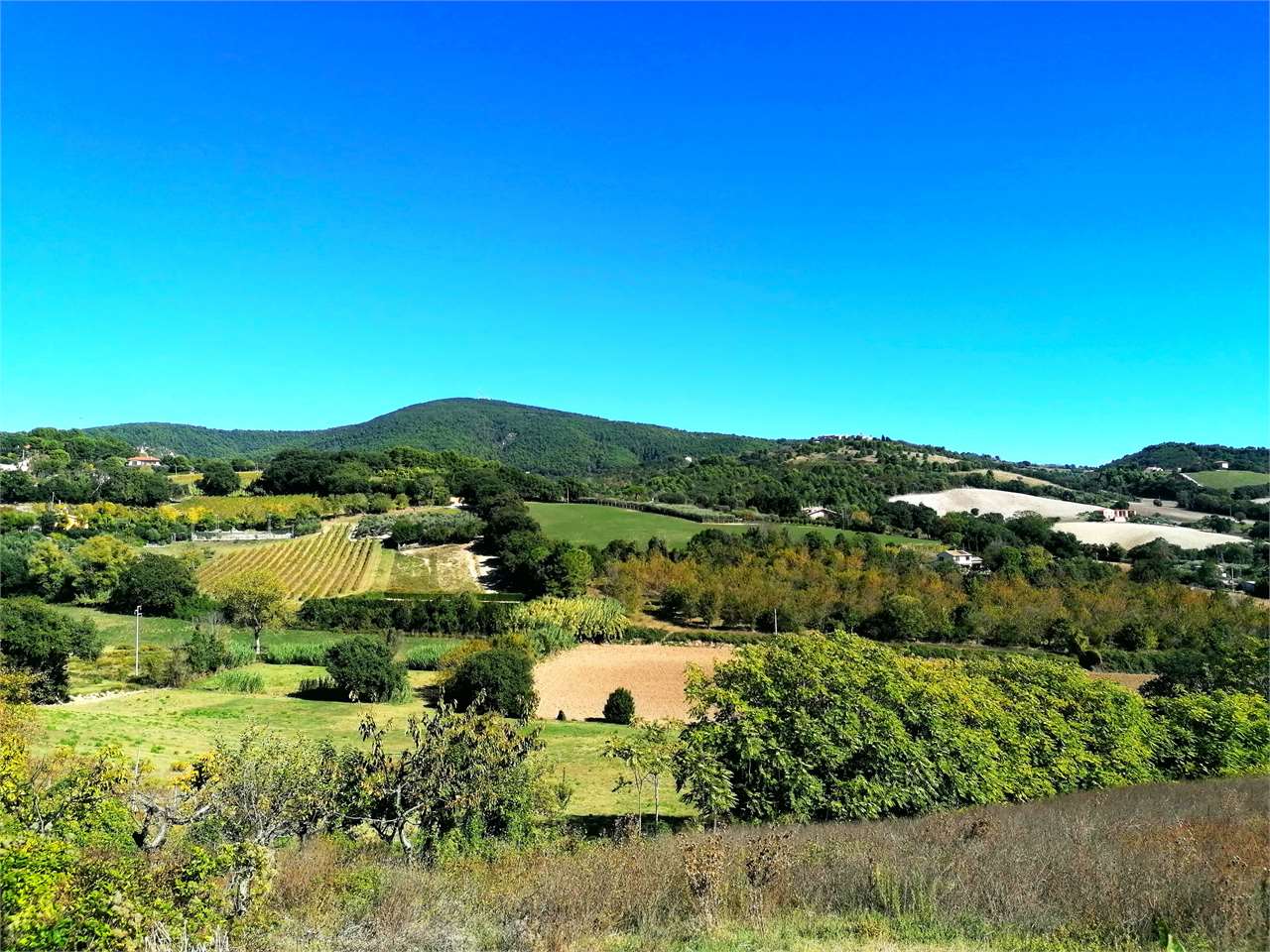 immagine annuncio 5 di 11