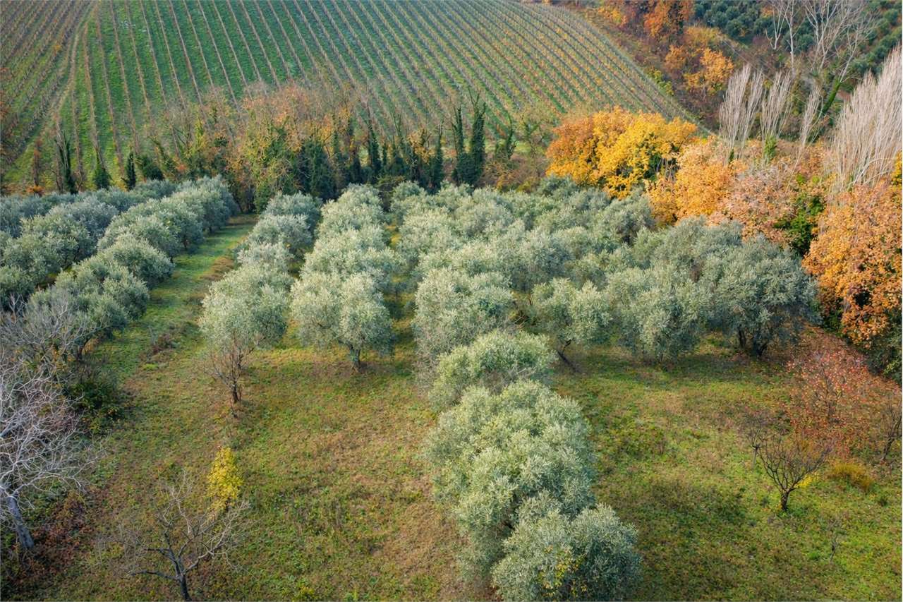 immagine annuncio 11 di 14