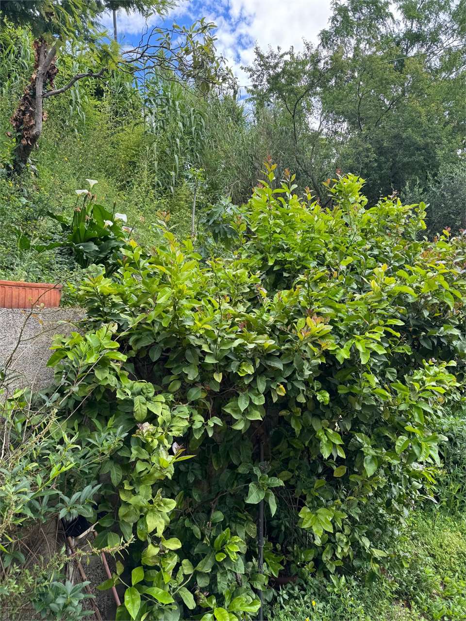 immagine annuncio 6 di 8