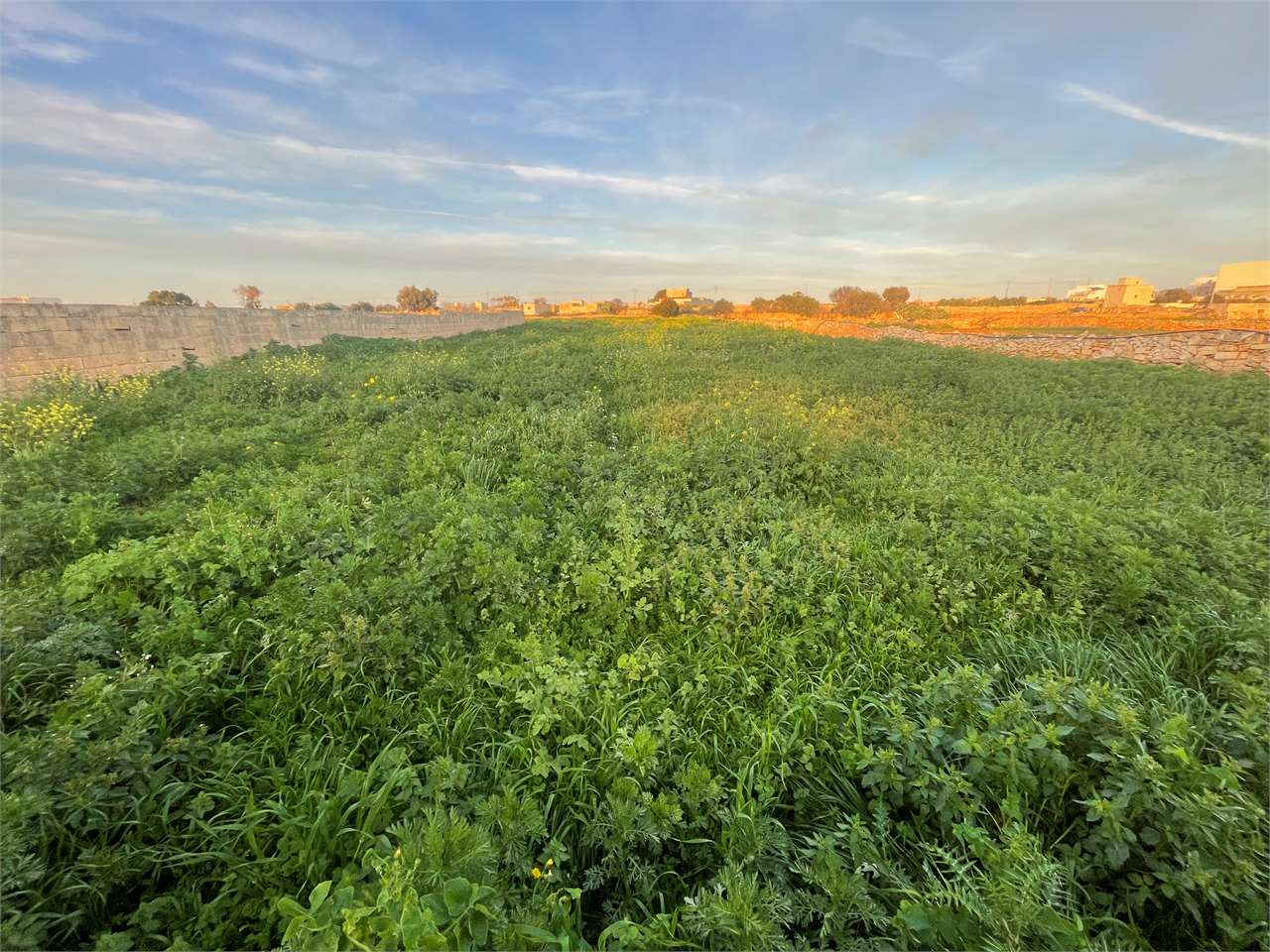 PPMT1371553 PPMT1371553