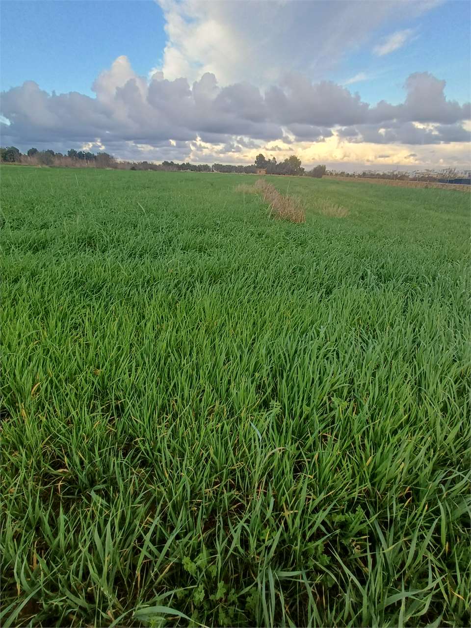 PPMT1376775 PPMT1376775