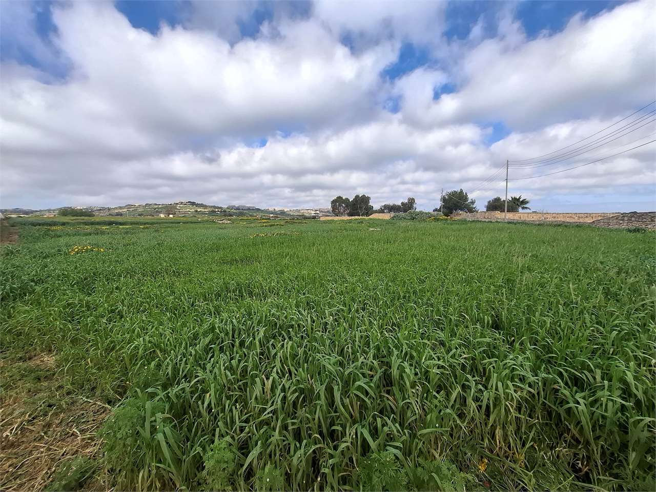 PPMT1377966 PPMT1377966