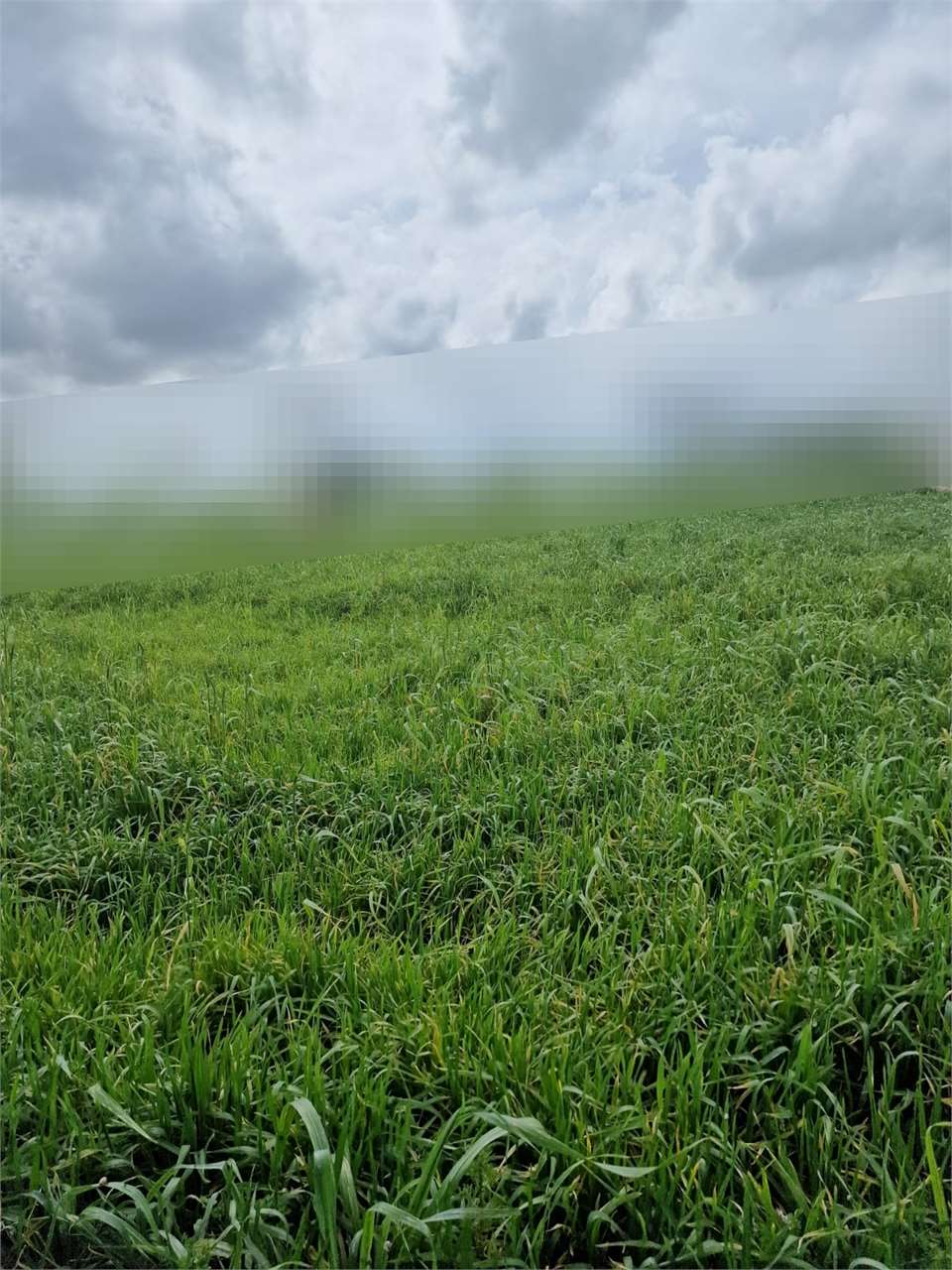 PPMT1378603 PPMT1378603