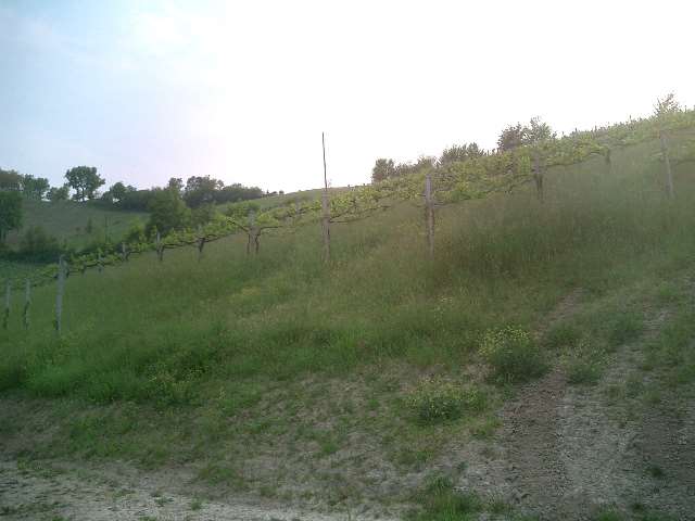 Terreno agricolo in vendita a Castello Di Savignano Sul Panaro, Savignano Sul Panaro (MO)