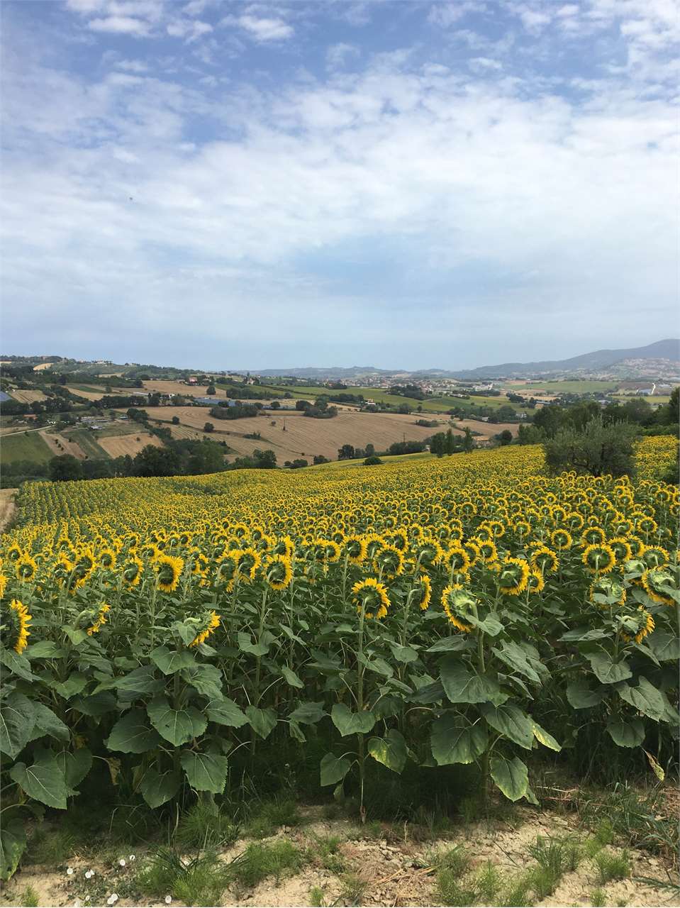 immagine annuncio 7 di 8