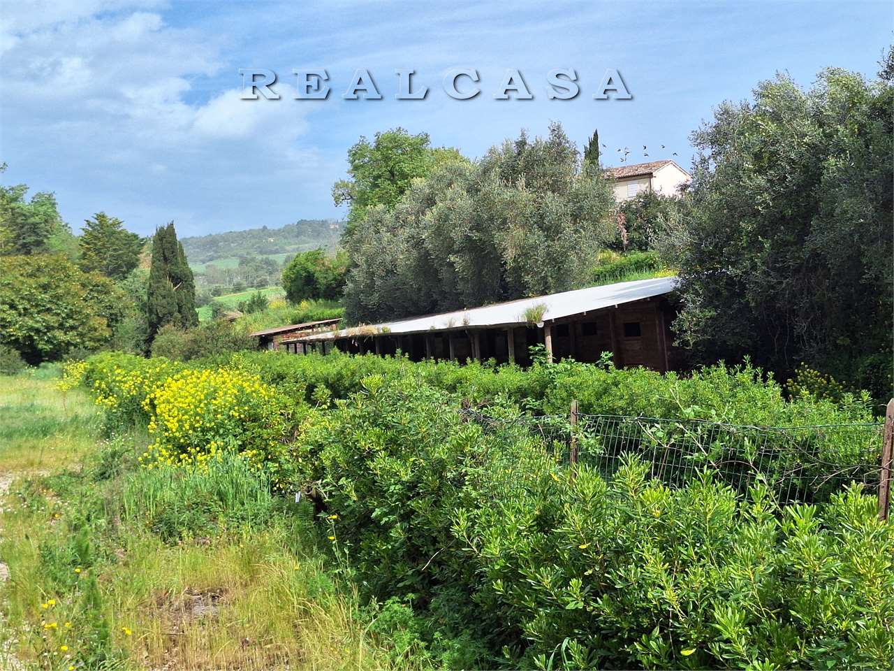 immagine annuncio 14 di 15