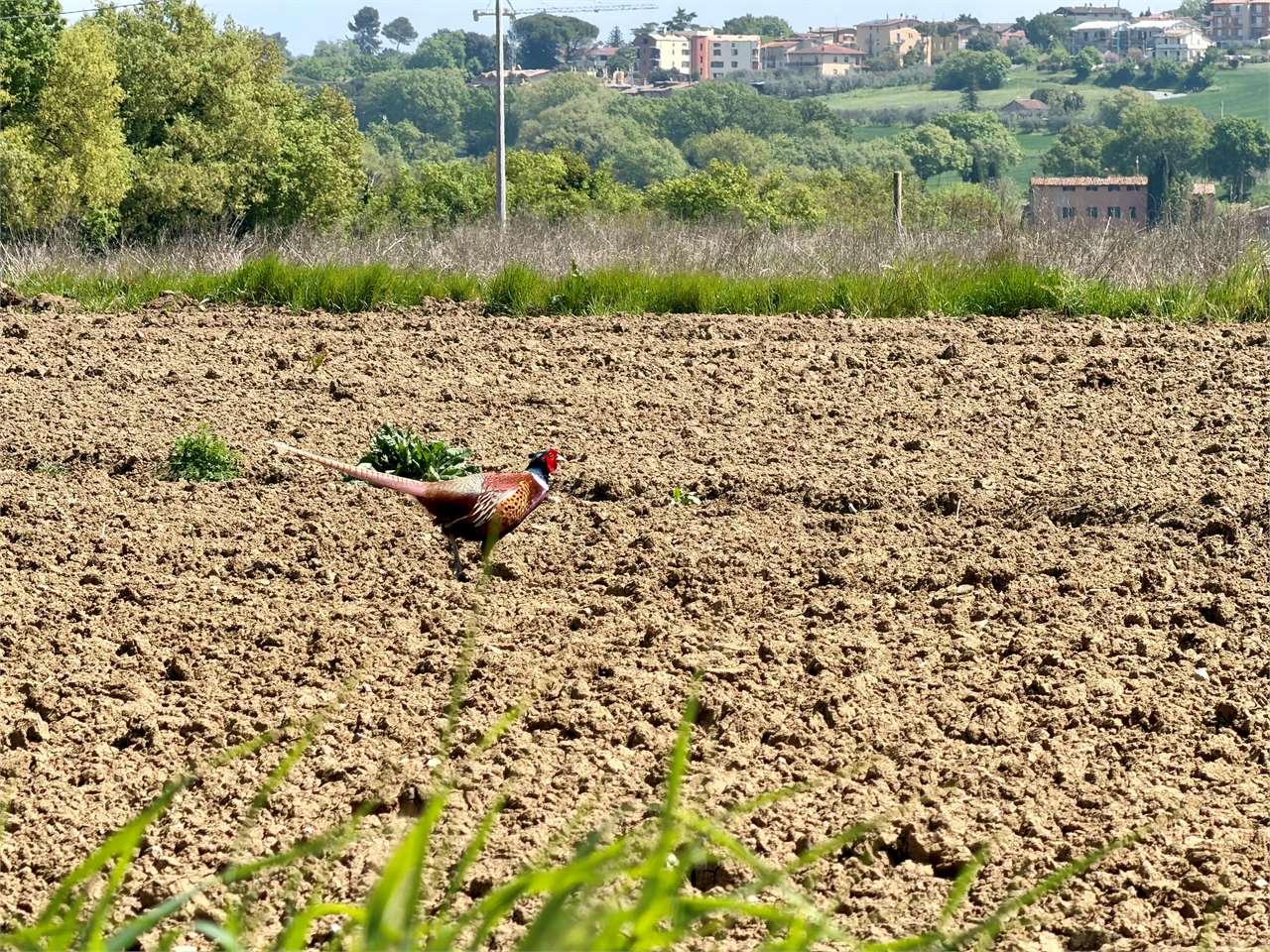 Appartamento con giardino privato classe A4 Perugia — in vendita a Perugia zona Castel del Piano — anteprima 15
